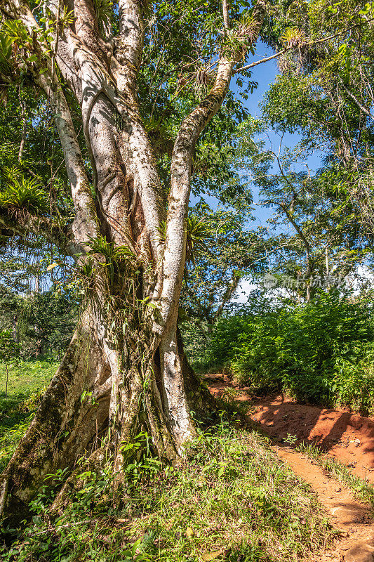 古巴Escambray山脉Topes de Collantes的树木和小路